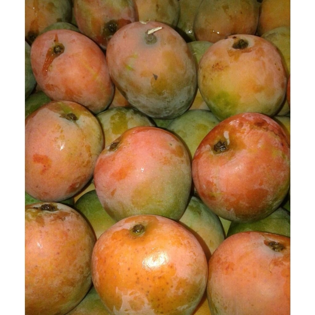 Mangga Gedong