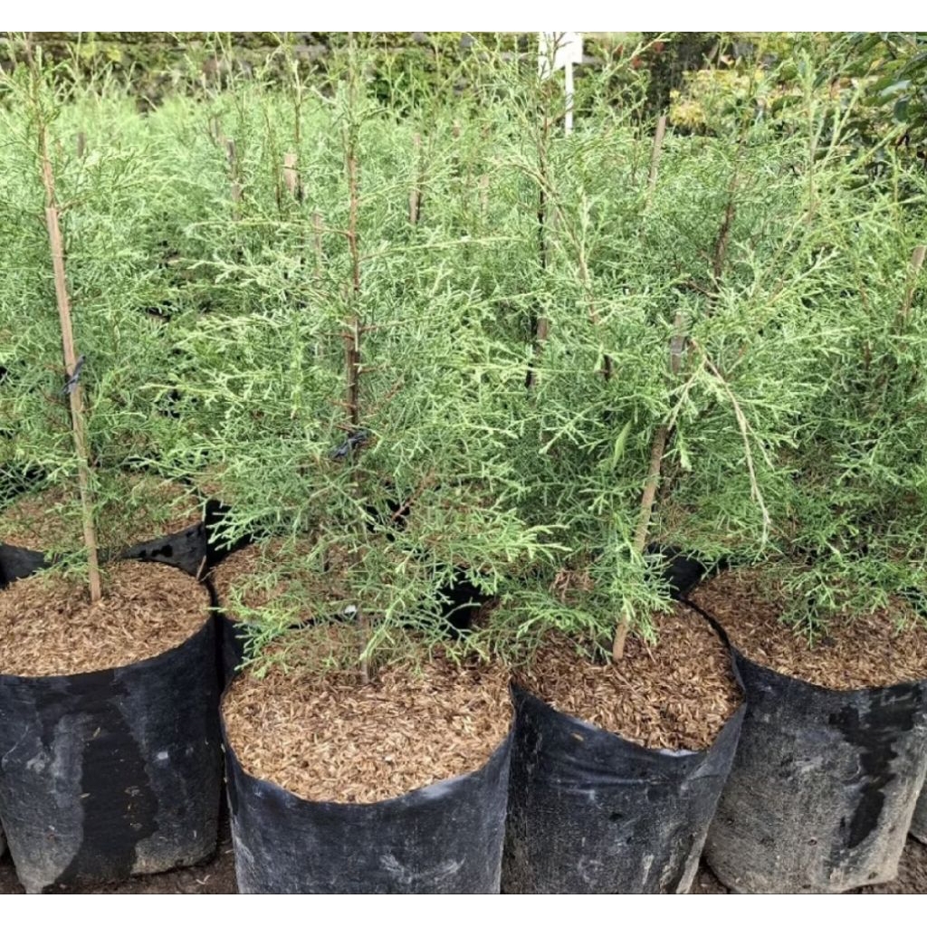 Pohon Cemara Wangi/ Tanaman Cemara Wangi/ Pohon Cemara Wangi Murah