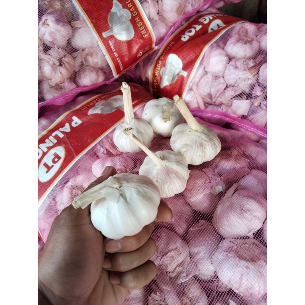 bawang putih sinco