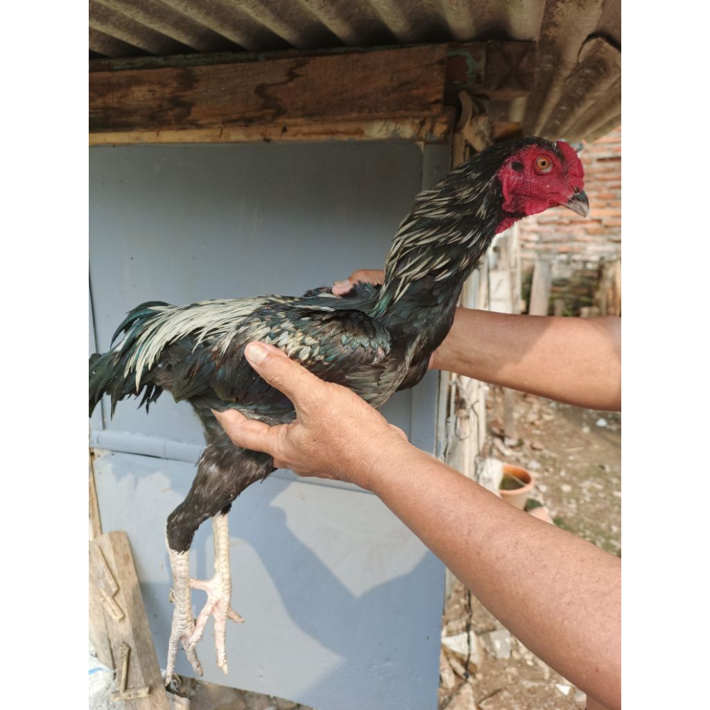 Ayam Kampung Jago Hidup