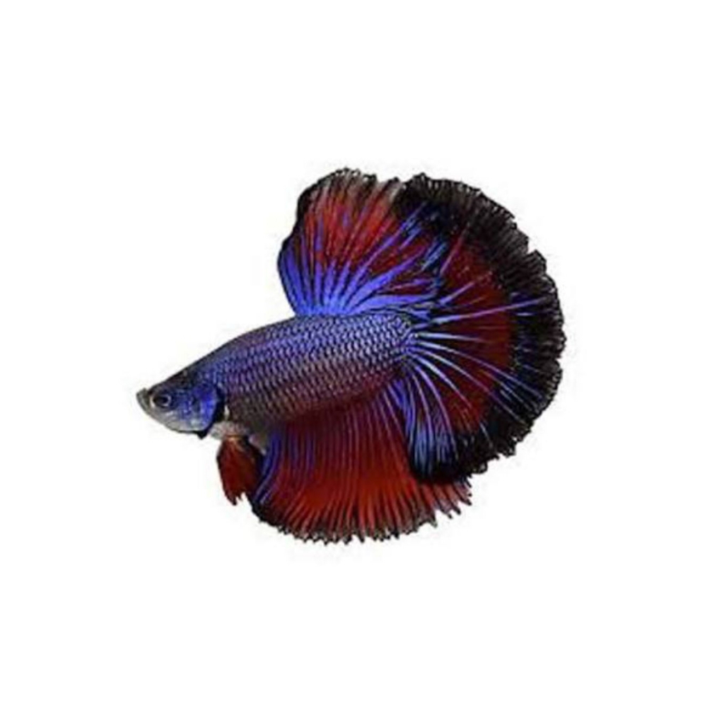 Ikan Cupang Halfmoon - Mustard, Jantan, Size Besar, Hiasan Aquarium
