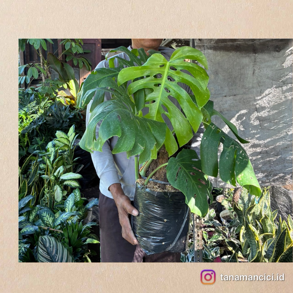 tanaman Monstera King remaja ready tanaman Surabaya