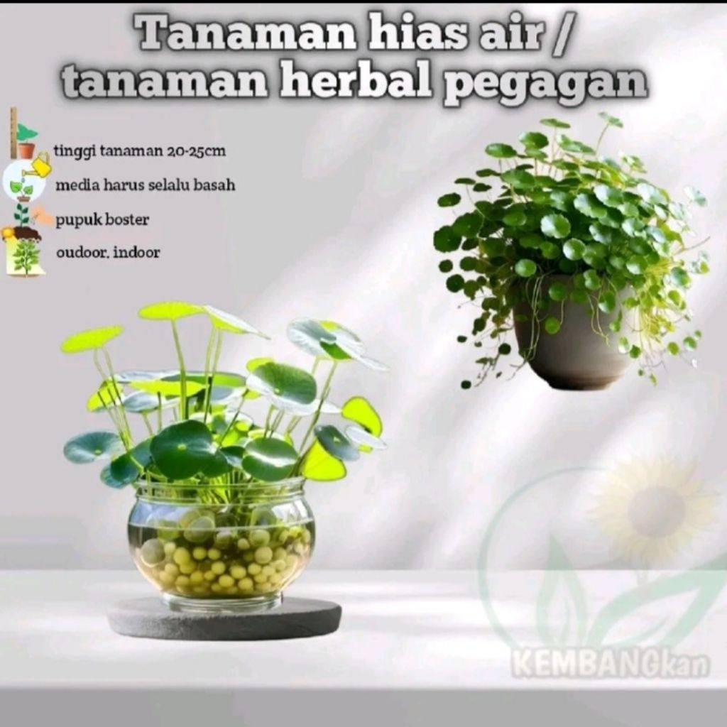 Tanaman pegagan air / Tanaman herbal antana pegagan air