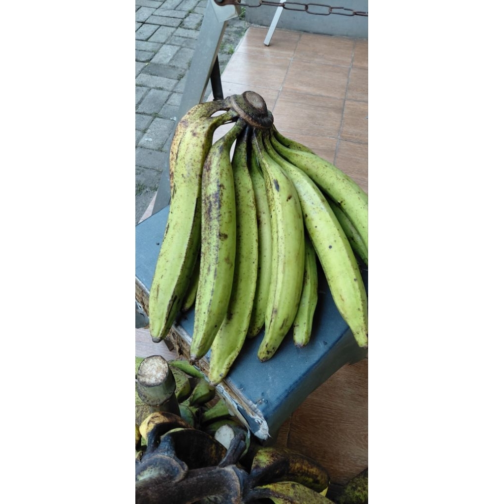 PISANG TANDUK SUPER