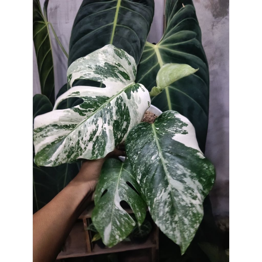 Monstera Borsigiana Variegata Marble