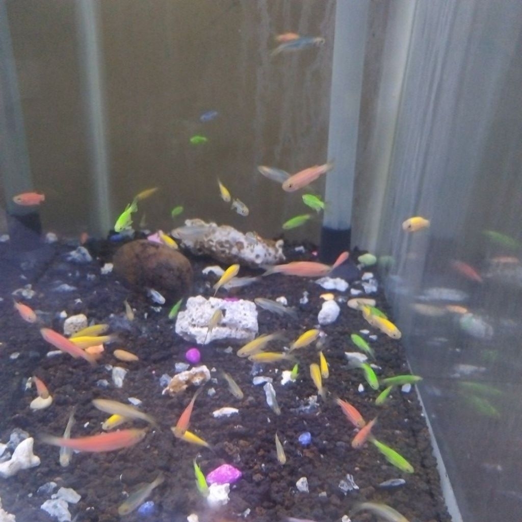 ikan danio zebra danio khusus instan ikan danio