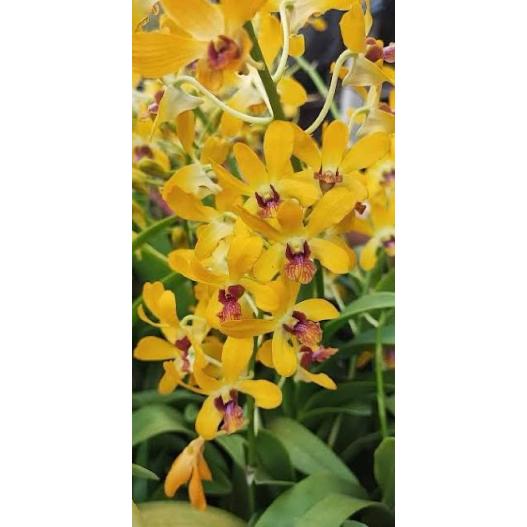 ONCIDIUM bunga unik wangi ISI 1