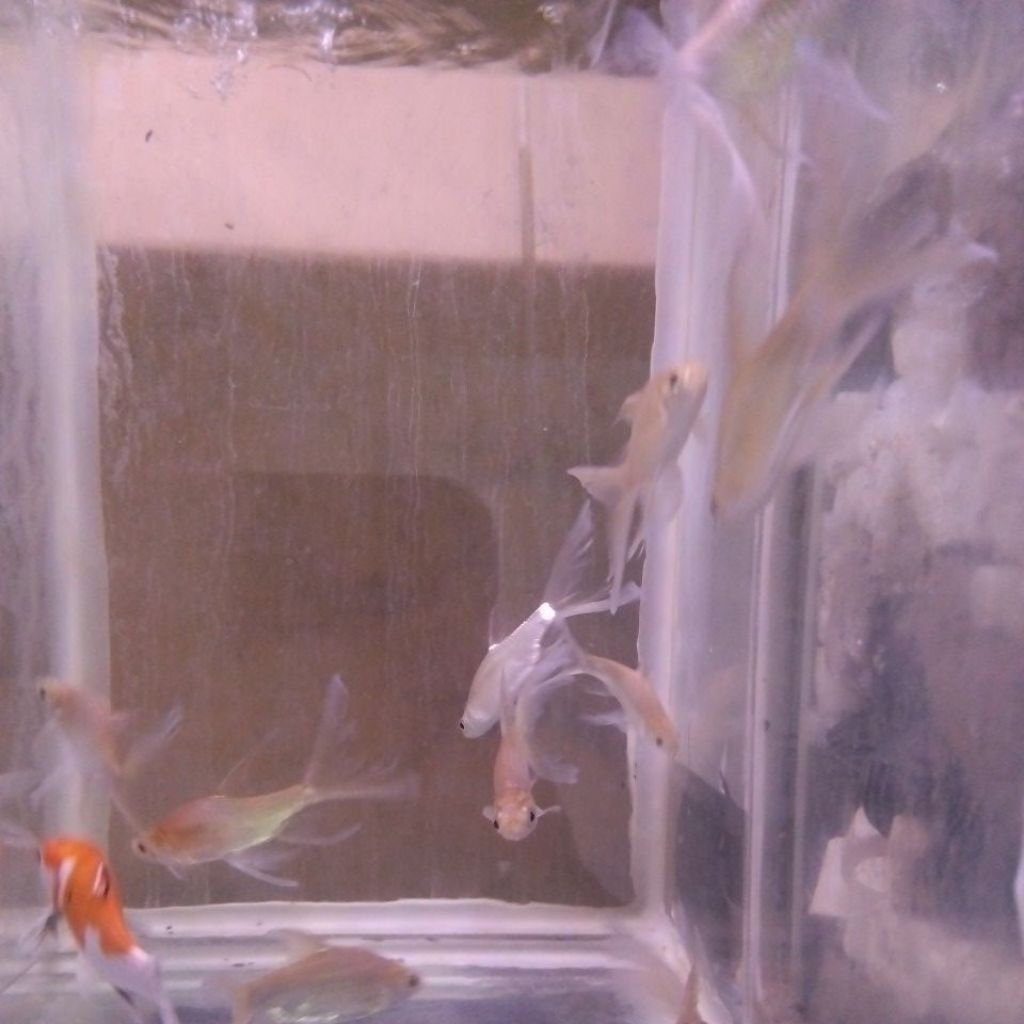 ikan kaviat ikan hias kaviat hanya instan saja