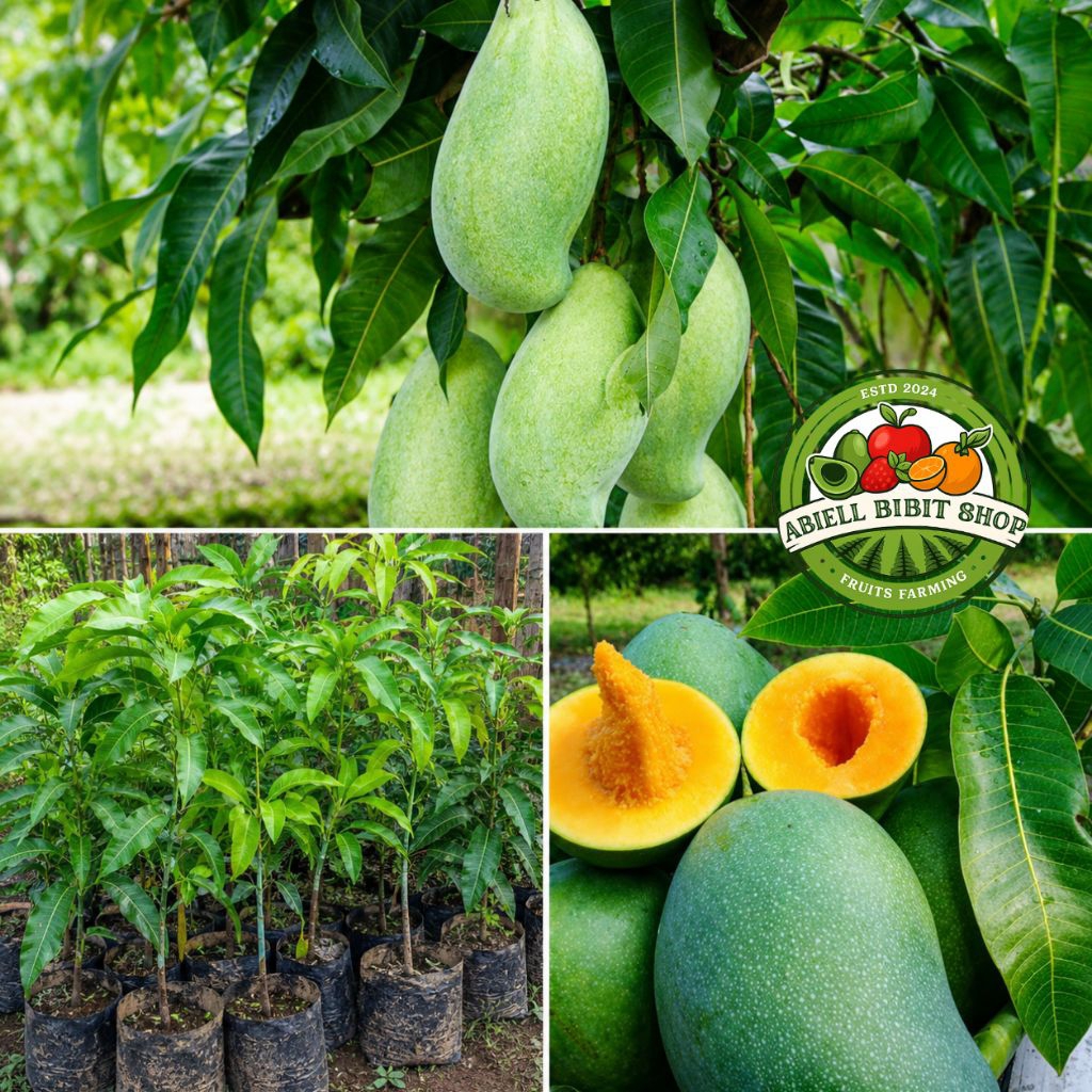 BIBIT MANGGA MAHATIR SUPERAN