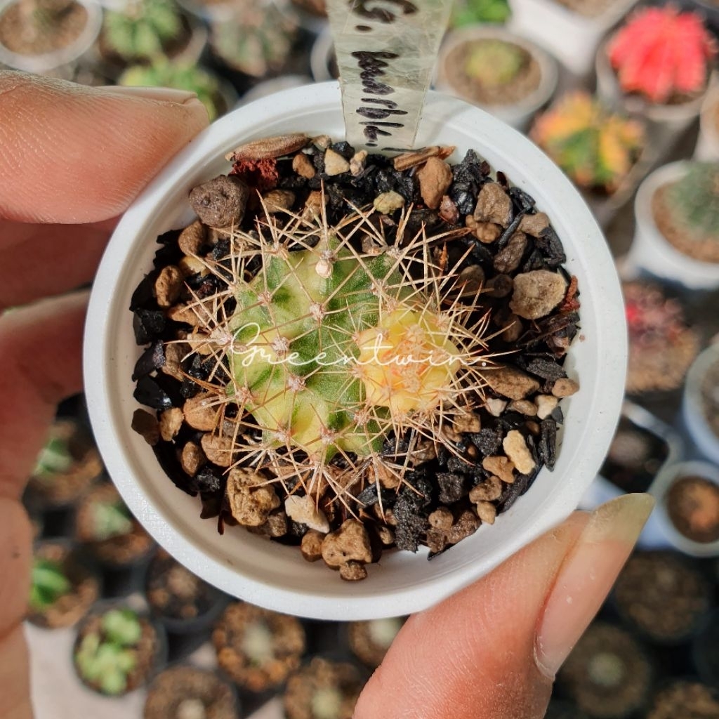 kaktus | gymnocalycium marble | gymno