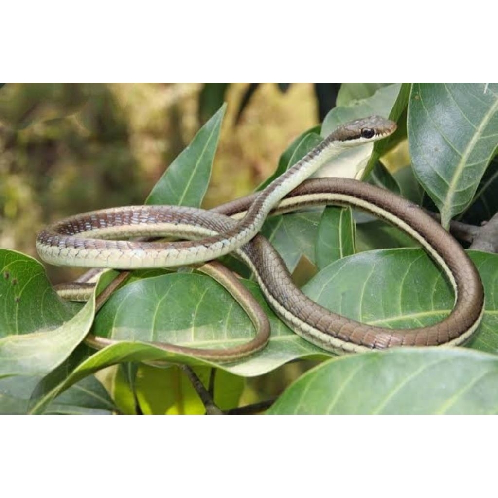Ular Tali Picis Ular Tambang Pipit Ari Angon Exotic Dendrelaphis Pictus Size Aktif Lincah Sehat Baha