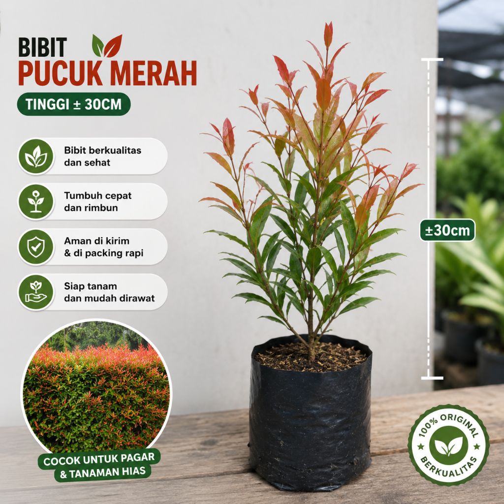 Bibit pucuk merah/bibit pucuk merah siap tanam/bibit pucuk merah 30cm