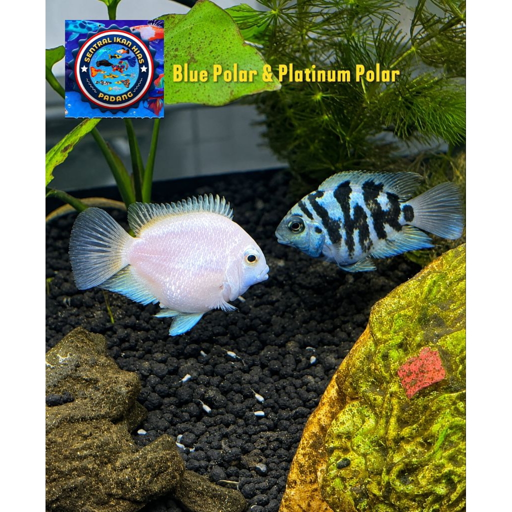 Ikan hias blue polar & Platinum Polar