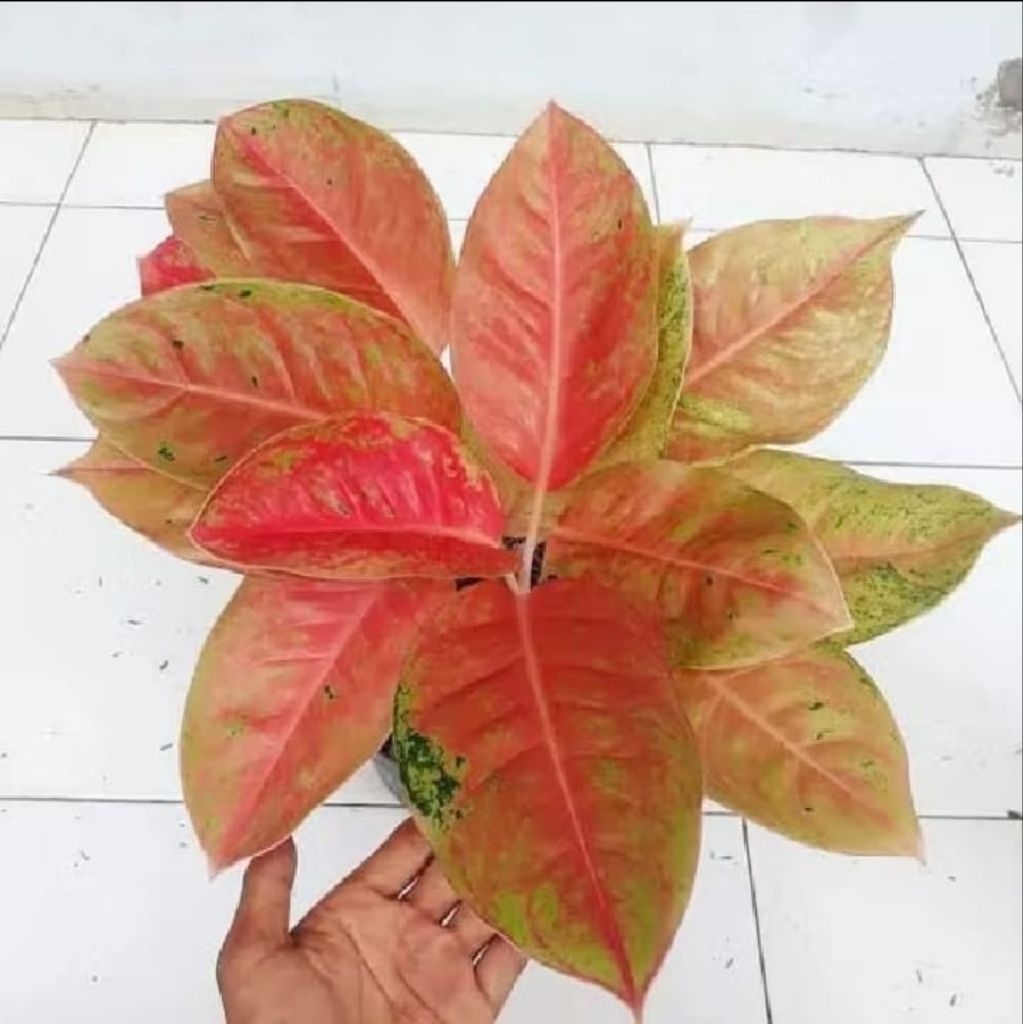 Aglomema Bigroy Dewasa Siap Tanam Aglomema Bigroy