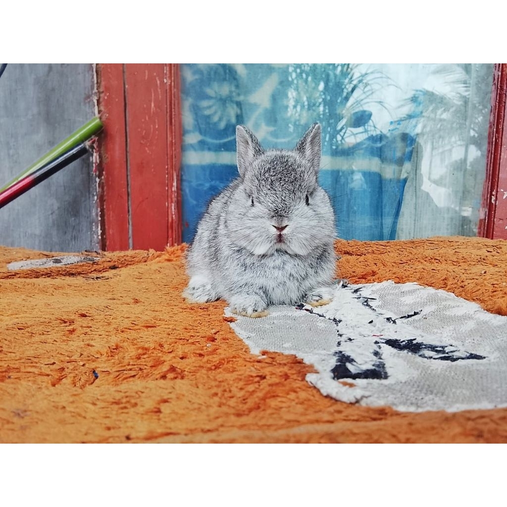 kelinci mini Netherland dwarf
