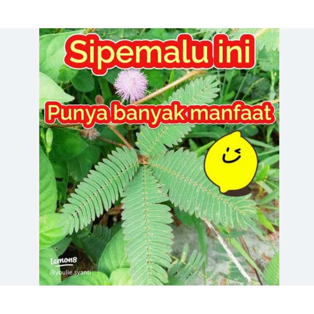 daun putri malu