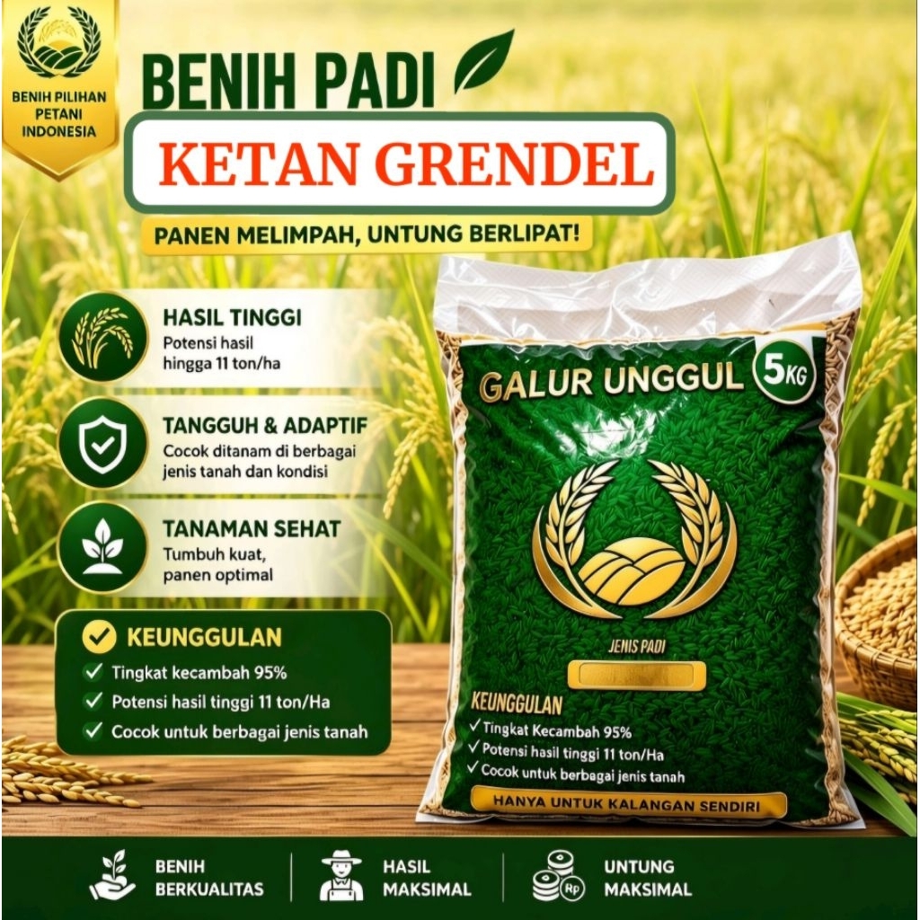 benih padi ketan grendel putih ,benih padi ketan, ketan putih grendel