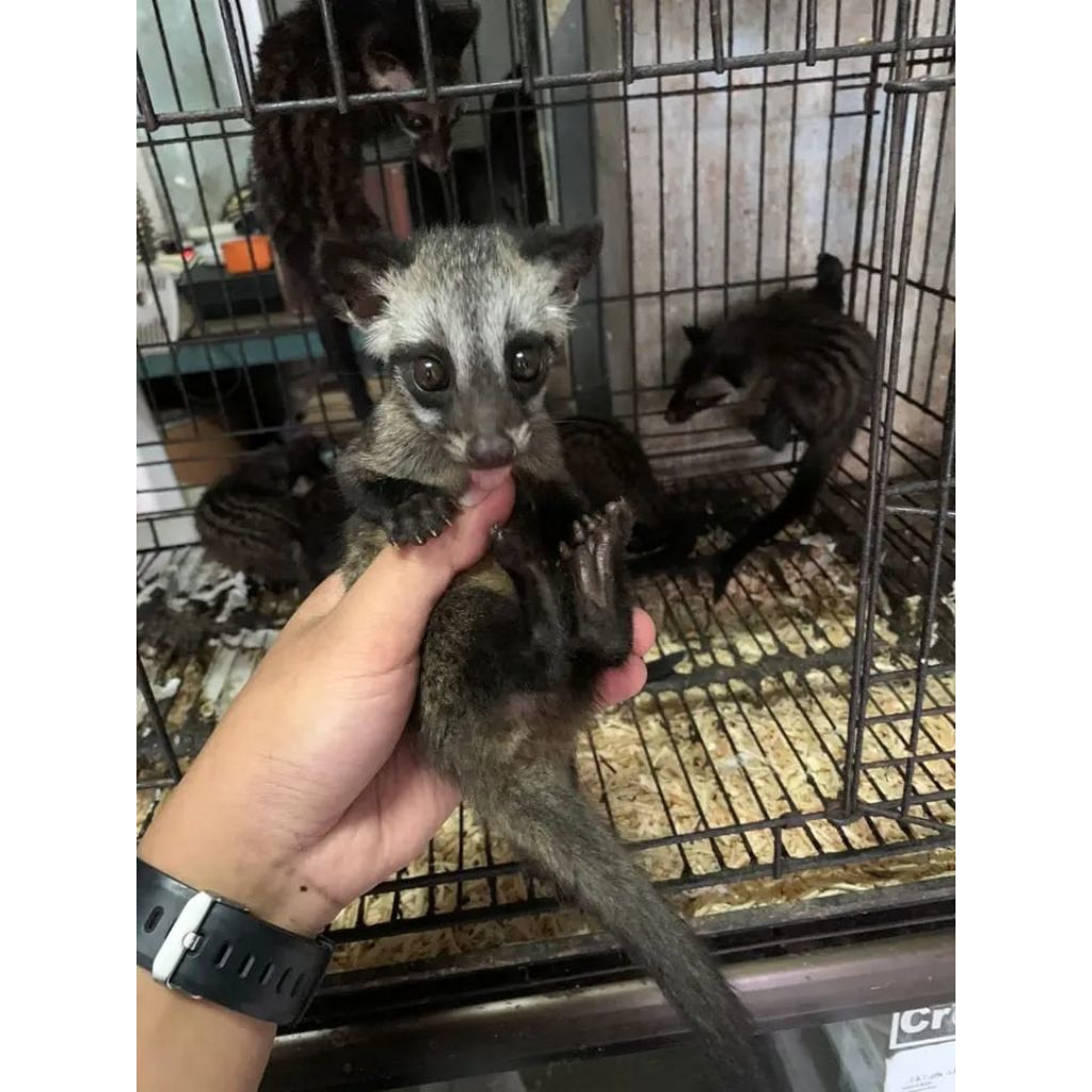Musang pandan baby