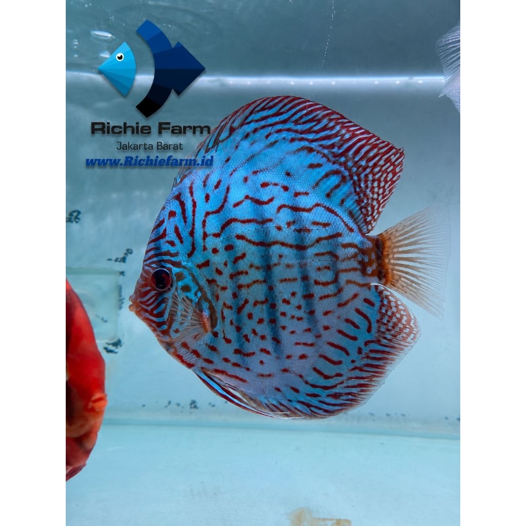Discus Blue Torquise 4 inc