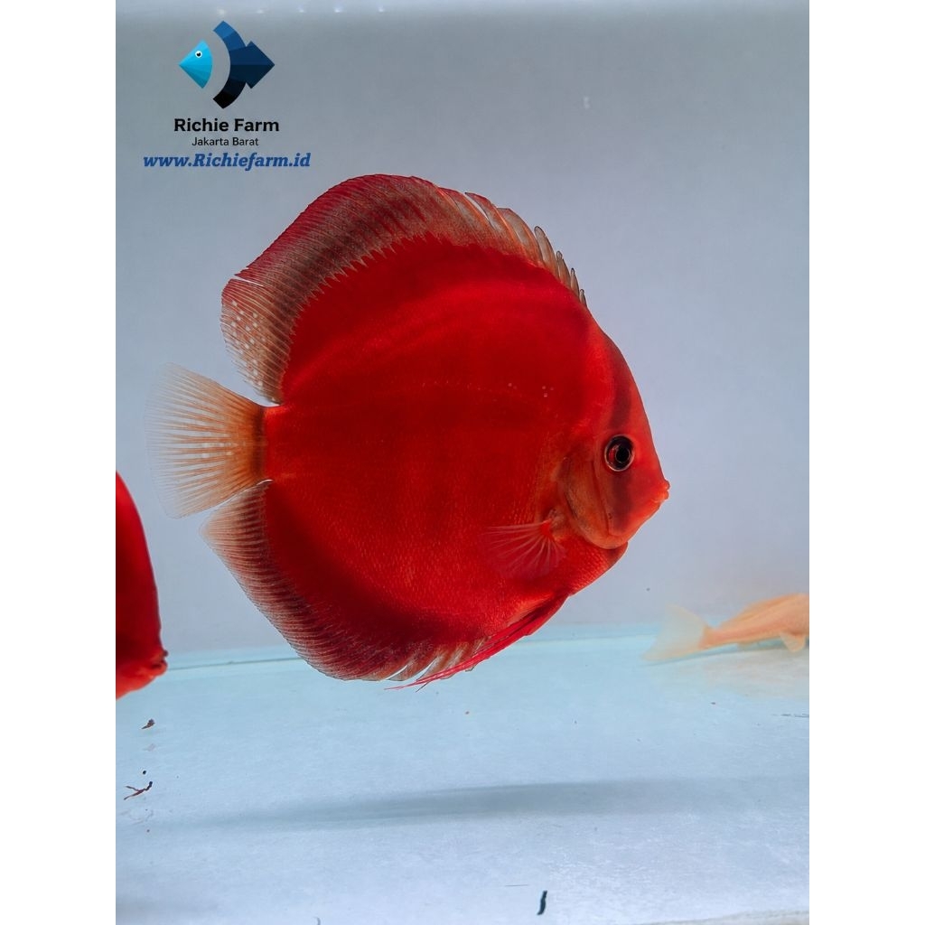 Discus Sun Merah 4inc