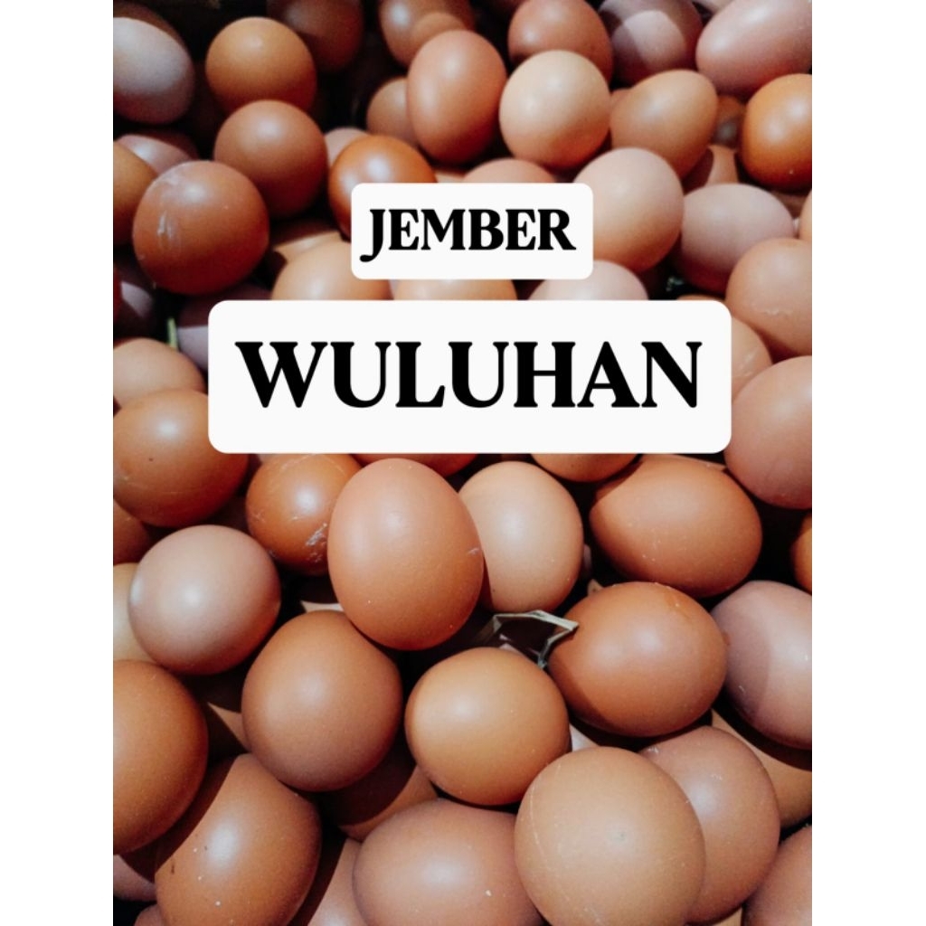 TELUR AYAM WULUHAN AMBULU BALUNG