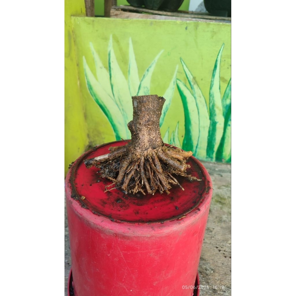 bonsai Anting putri prokar