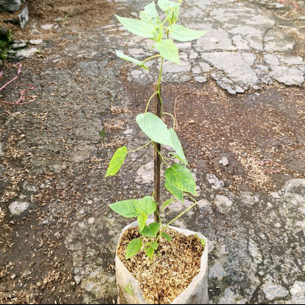 rambusa / markisa mini (Passiflora foetida)