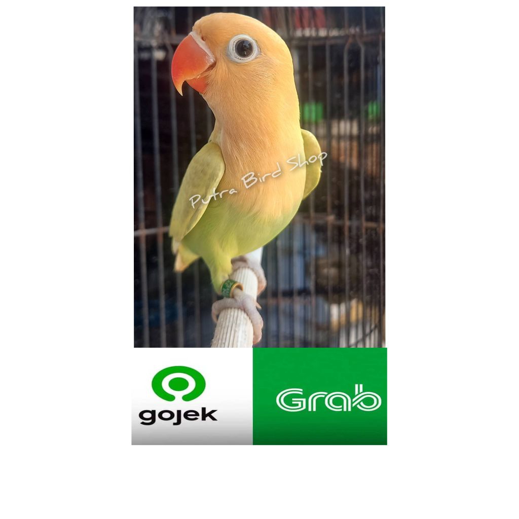 Love Bird Pb Pastel Aqua b1 Prospek Balibu/Paud
