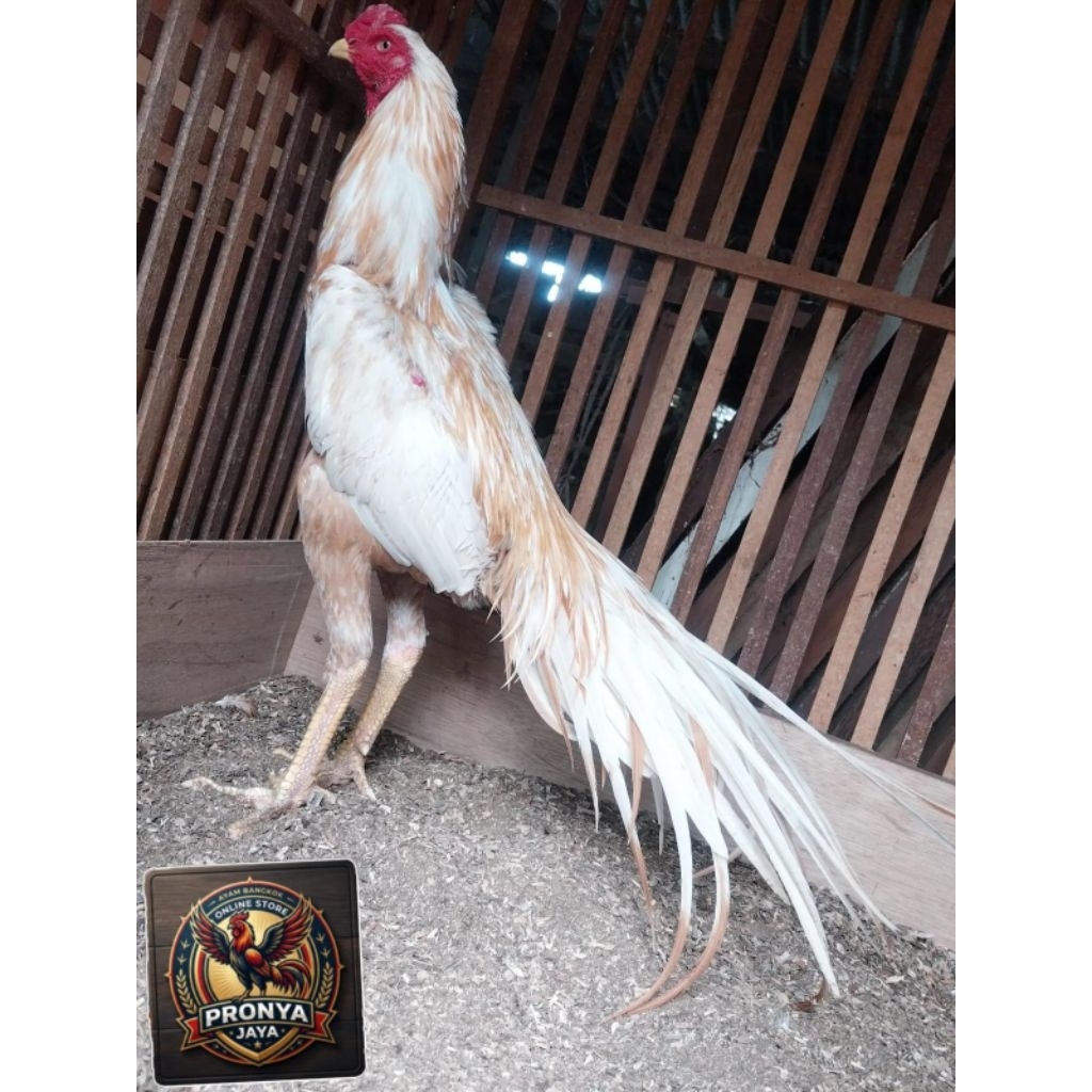 telur ayam fertil ekor lidi putih totol kuning untuk di tetaskan pronya-jaya