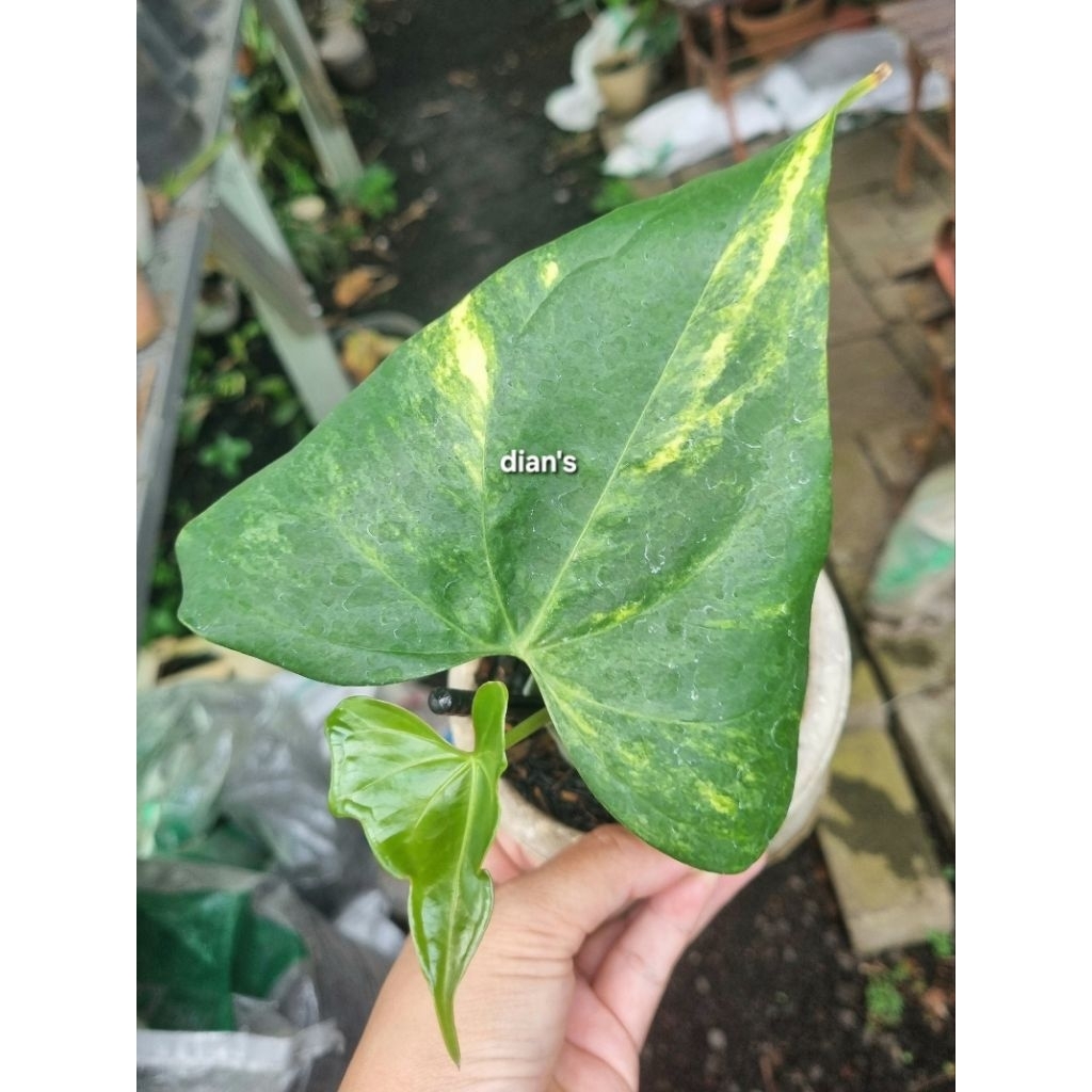 tanaman hias anthurium pterodactyl variegata 2daun besar