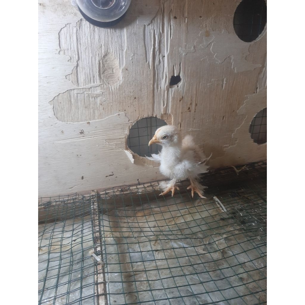 Ayam Bantam Cochin / Ayam BC
