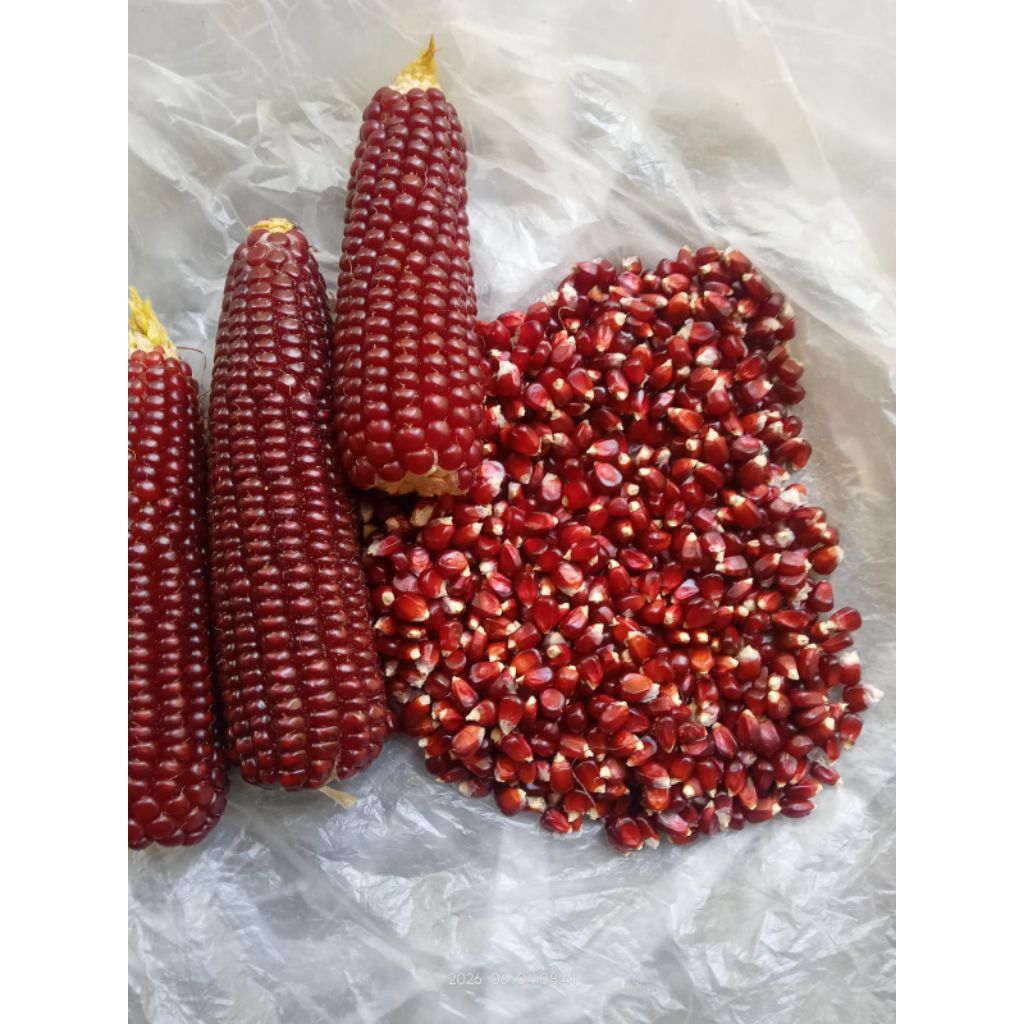 jagung manggis ungu/jagung kristal ungu pipilan 100 butir