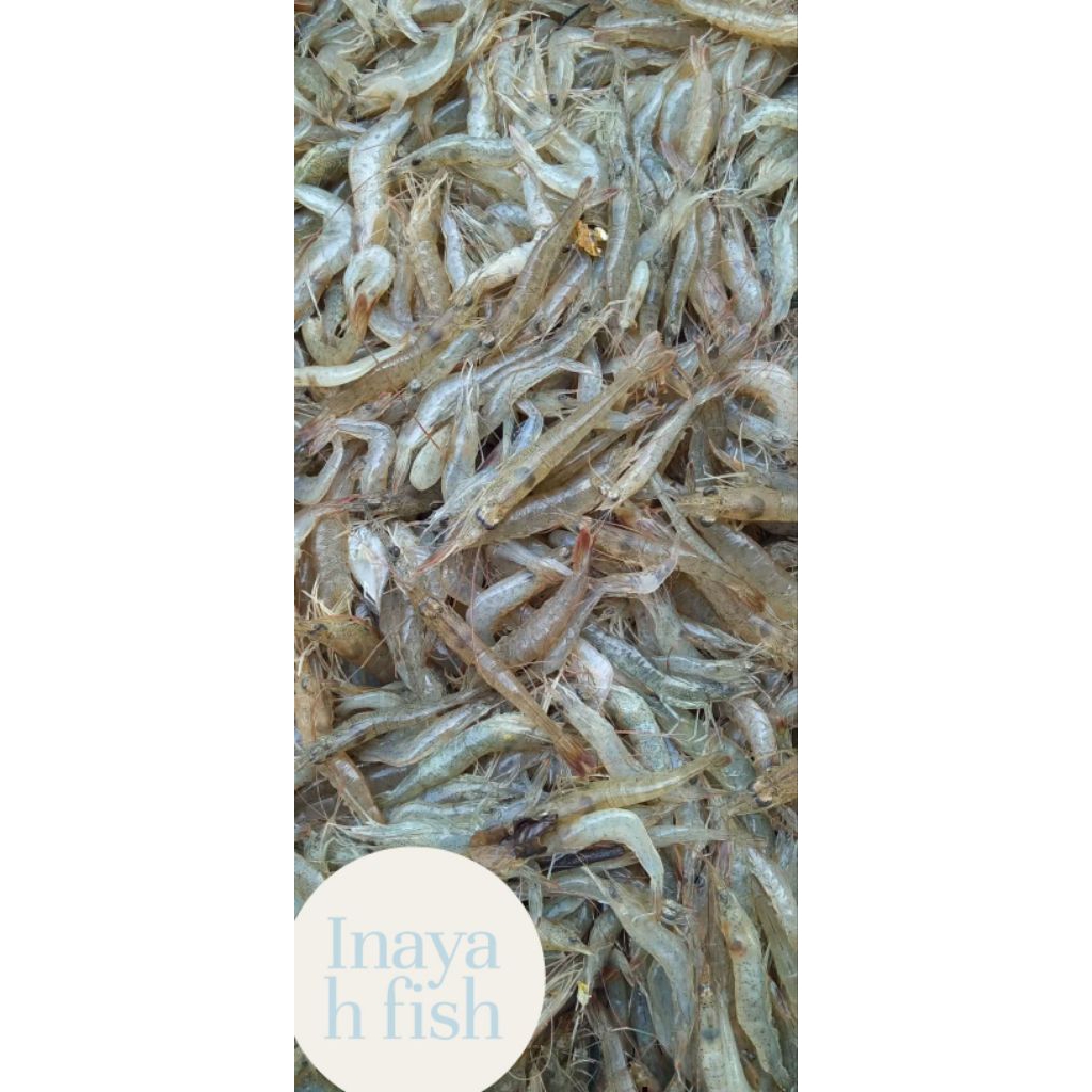 udang sayur segar udang laut 1kg