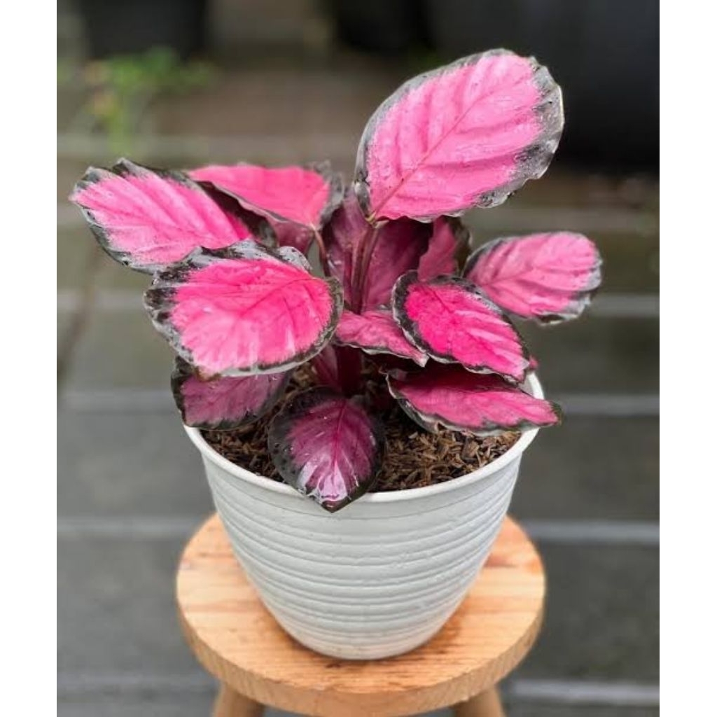 Calathea Crimson Rimbun - Tanaman Hias Calathea - Tanaman Indoor