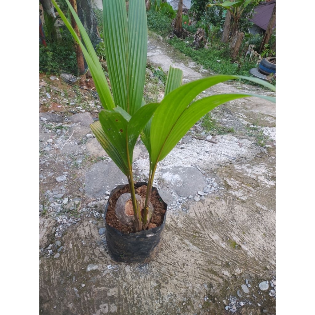 BIBIT KELAPA KEMBAR