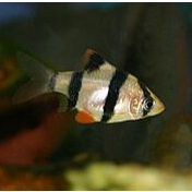 Ikan Hias Sumatra / Tiger Fish GARANSI IKAN HIAS