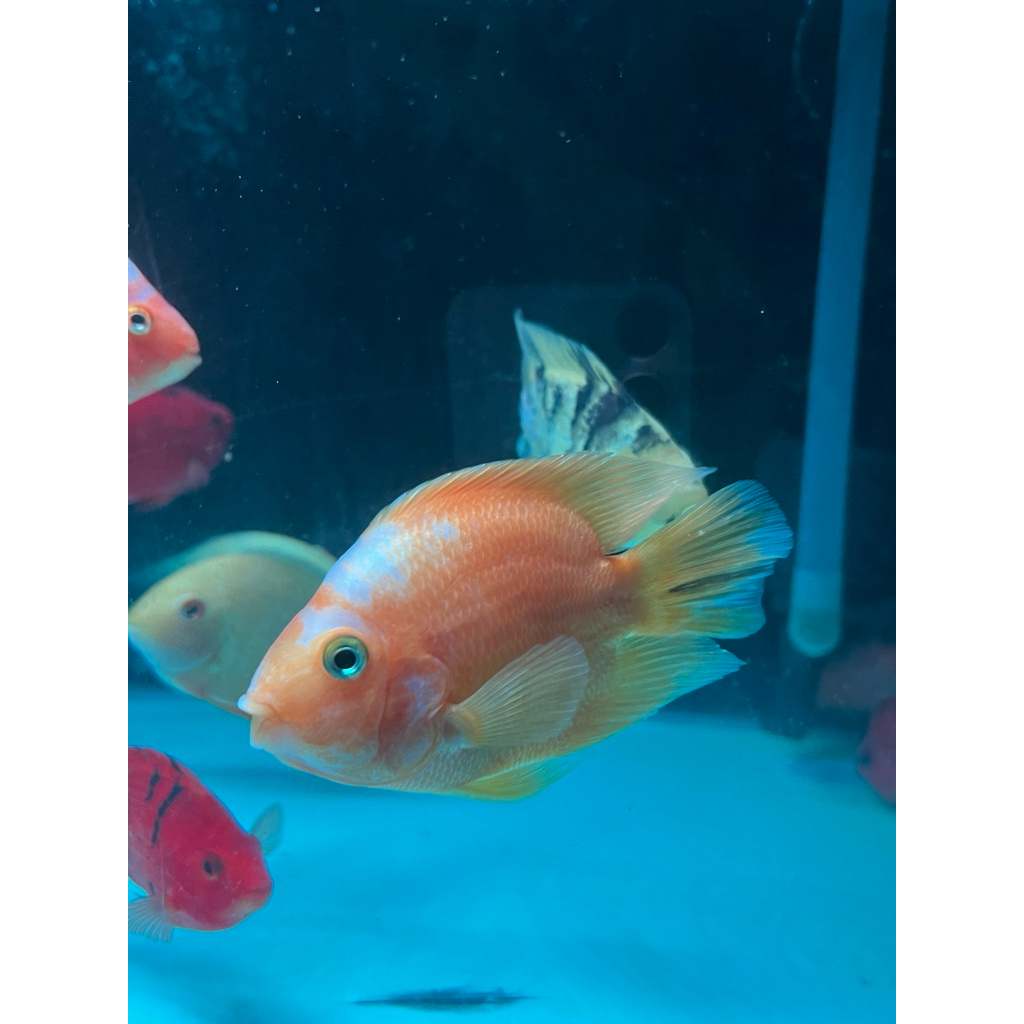 perrot santa