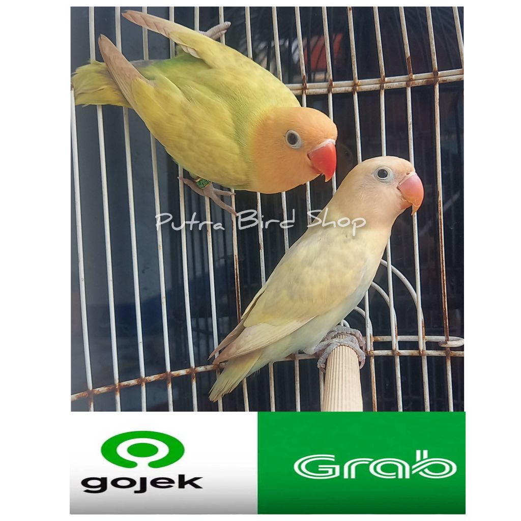 Love Bird PB Pastel Aqua Pasangan
