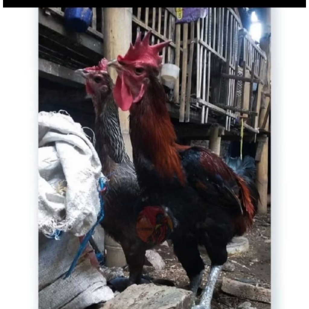 Sepasang Ayam Pelung Jumbo Original