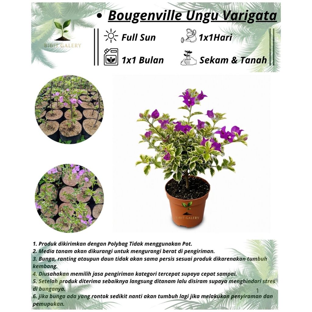 Bougenville Varigata Ungu - Bibit Tanaman Bunga Bougenville Ungu Varigata