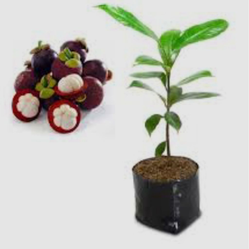 Bibit Tanaman Buah Manggis - Bibit Tanaman Buah Manggis Okulasi Tanaman Buah Manggis Cangkok Mudah D