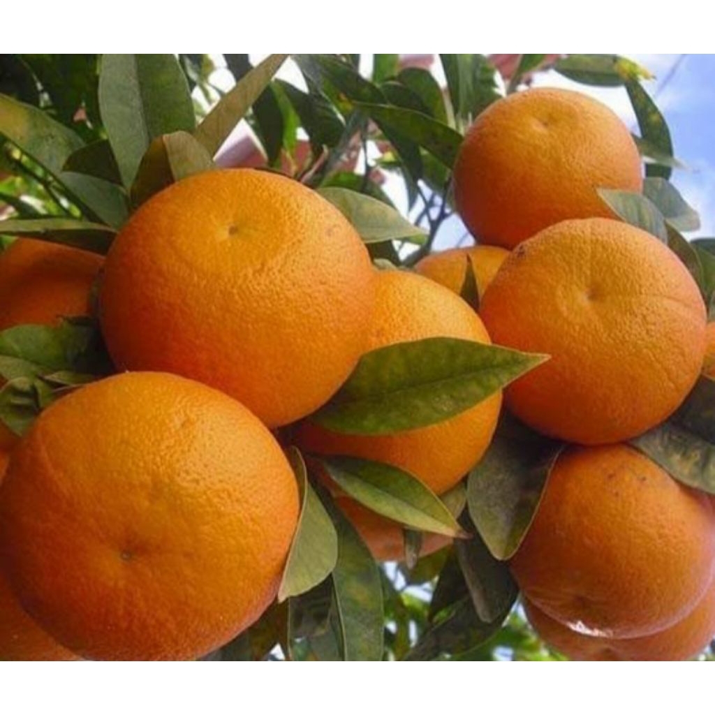 Beli 3 Gratis 2 | Bibit Jeruk Sunkist Super Manis Siap Tanam