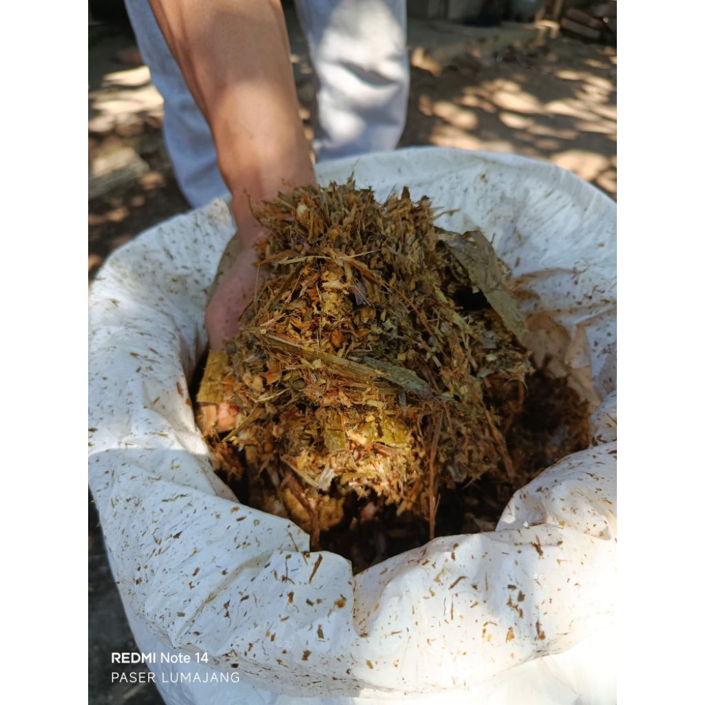 rumput odot pakan ternak sapi kambing