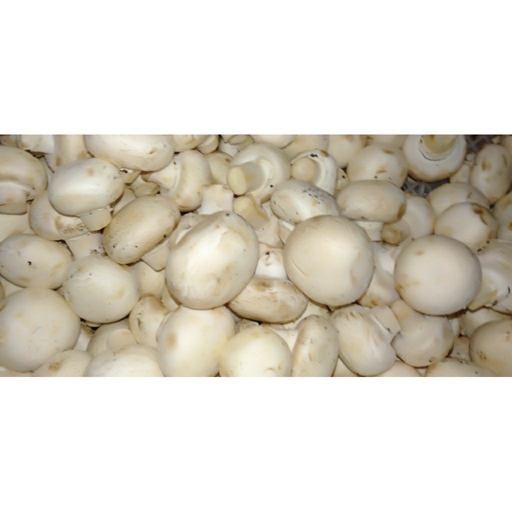 Jamur Kancing Campignon segar