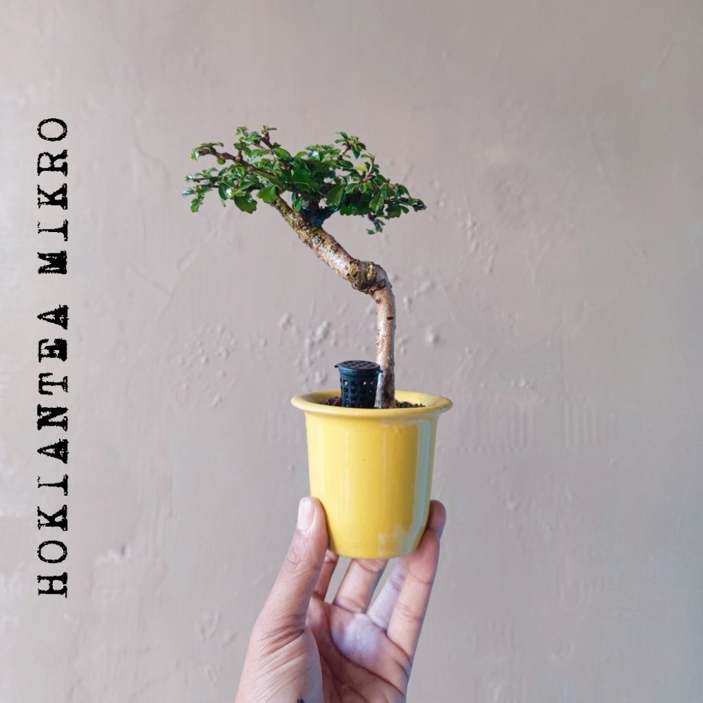 BONSAI HOKIANTEA MIKRO DIKIRIM SESUAI FOTO
