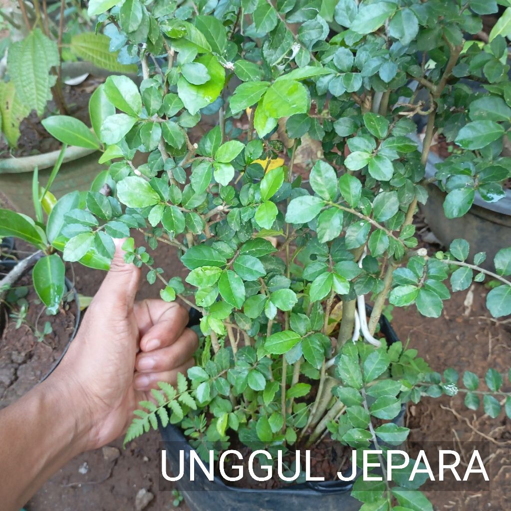 BONSAI SERUT GAYA GRUPING
