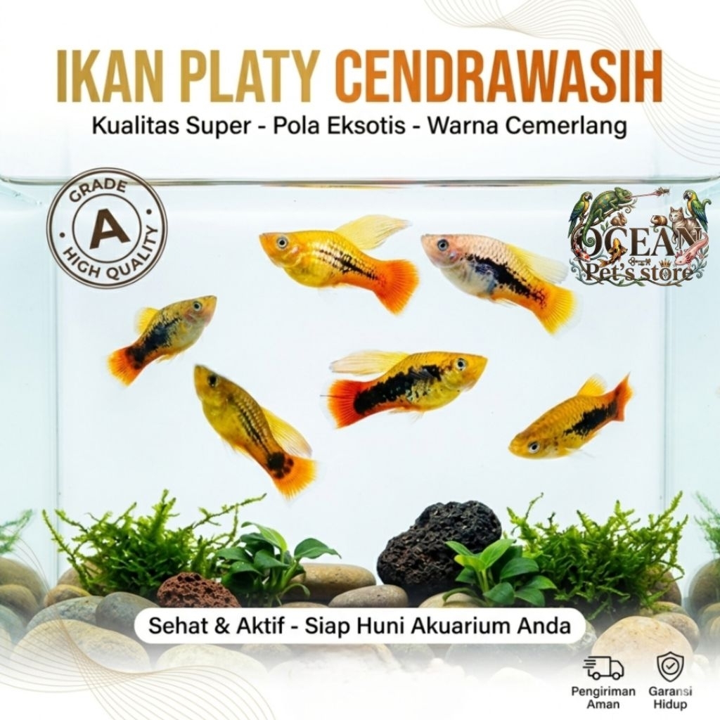 ikan hias platy cendrawasih untuk hiasan aquarium aquascape