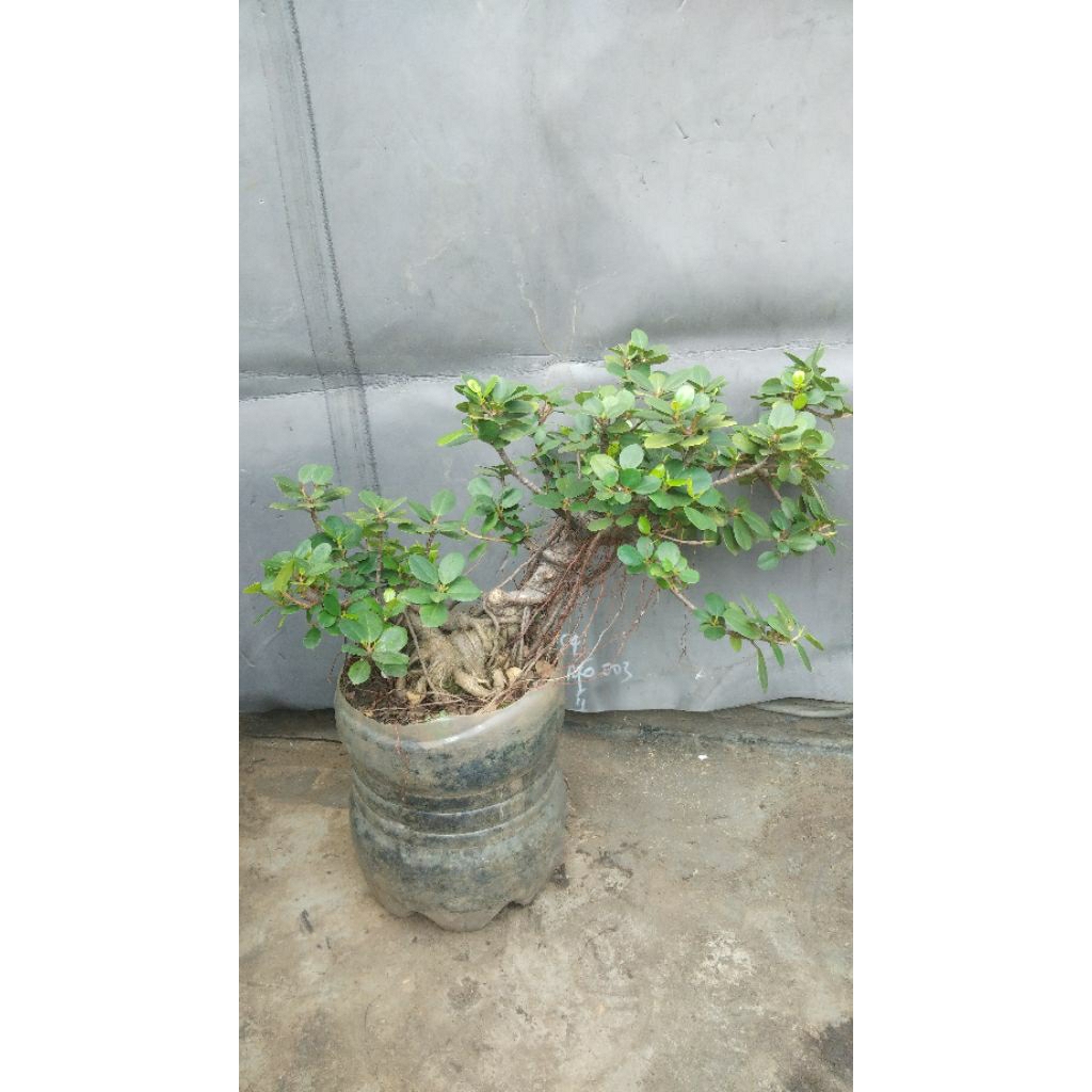 Bonsai Pohon Beringin Dolar