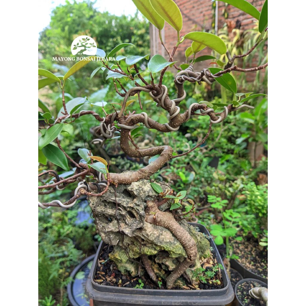 Bonsai Ficus Microcarpa iprik silver on the rock