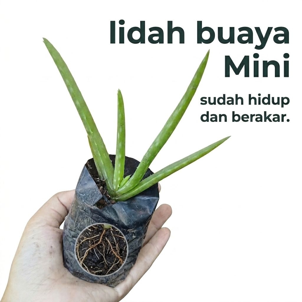 (Hidup) Tanaman Lidah Buaya mini